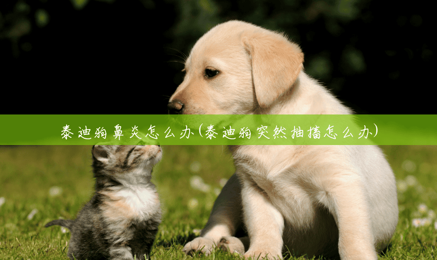 泰迪狗鼻炎怎么办(泰迪狗突然抽搐怎么办) 泰迪狗鼻炎怎么办(泰迪狗突然抽搐怎么办)