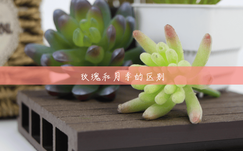 玫瑰和月季的区别 玫瑰和月季的区别
