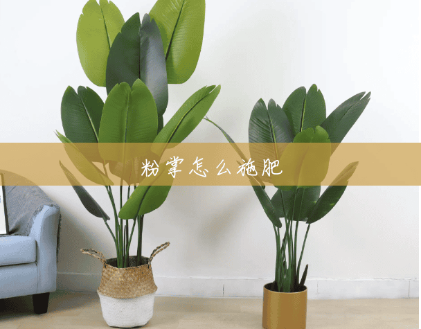 粉掌怎么施肥