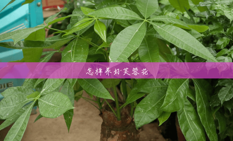 怎样养好芙蓉花 怎样养好芙蓉花