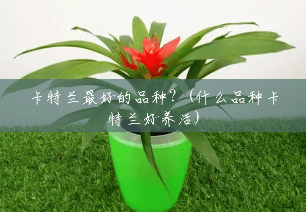 卡特兰最好的品种?(什么品种卡特兰好养活) 卡特兰最好的品种?(什么品种卡特兰好养活)