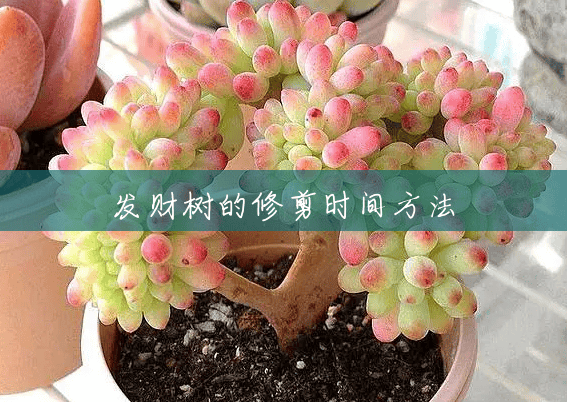 发财树的修剪时间方法