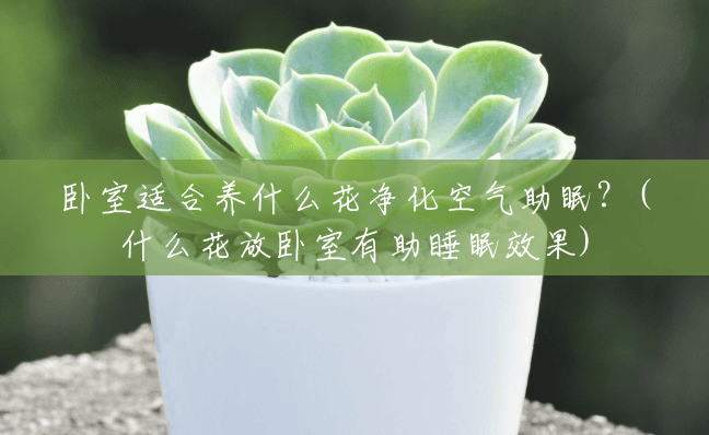 卧室适合养什么花净化空气助眠?(什么花放卧室有助睡眠效果) 卧室适合养什么花净化空气助眠?(什么花放卧室有助睡眠效果)