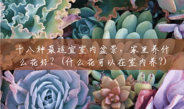 十八种最适宜室内盆景,家里养什么花好?(什么花可以在室内养?) 十八种最适宜室内盆景,家里养什么花好?(什么花可以在室内养?)