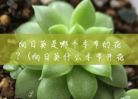 向日葵是哪个季节的花？(向日葵什么季节开花的多)