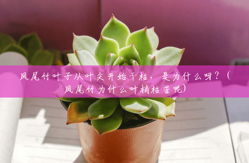凤尾竹叶子从叶尖开始干枯,是为什么呀?(凤尾竹为什么叶梢枯苦呢) 凤尾竹叶子从叶尖开始干枯,是为什么呀?(凤尾竹为什么叶梢枯苦呢)