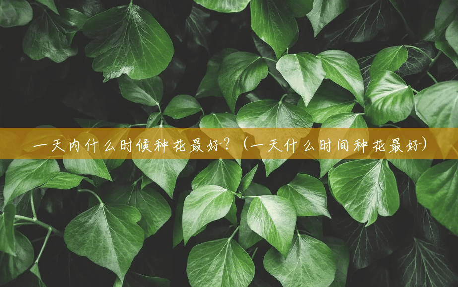 一天内什么时候种花最好?(一天什么时间种花最好) 一天内什么时候种花最好?(一天什么时间种花最好)