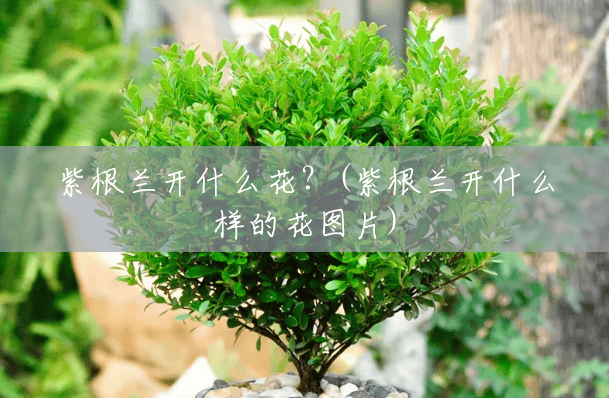紫根兰开什么花?(紫根兰开什么样的花图片) 紫根兰开什么花?(紫根兰开什么样的花图片)