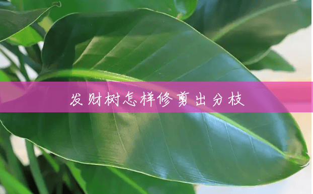 发财树怎样修剪出分枝 发财树怎样修剪出分枝