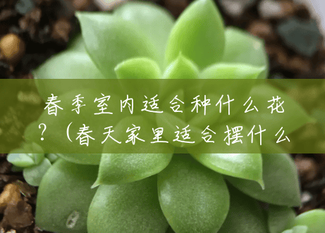 春季室内适合种什么花?(春天家里适合摆什么花草) 春季室内适合种什么花?(春天家里适合摆什么花草)