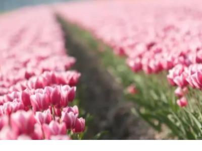 比喻句拟人句大全又短又简单