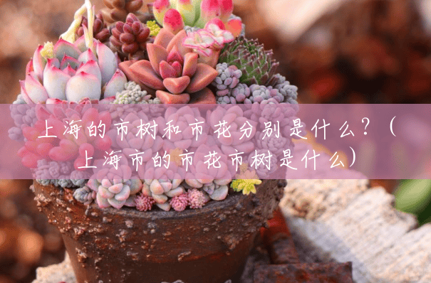 上海的市树和市花分别是什么?(上海市的市花市树是什么) 上海的市树和市花分别是什么?(上海市的市花市树是什么)