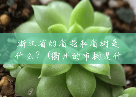 浙江省的省花和省树是什么？(衢州的市树是什么啊)