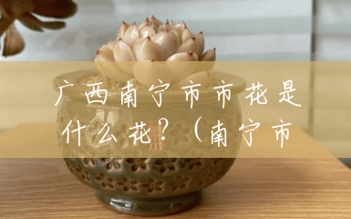 广西南宁市市花是什么花?(南宁市的市花是什么花?) 广西南宁市市花是什么花?(南宁市的市花是什么花?)