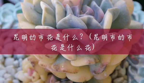昆明的市花是什么?(昆明市的市花是什么花) 昆明的市花是什么?(昆明市的市花是什么花)