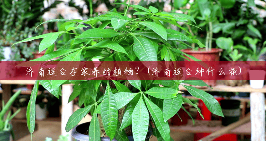 济南适合在家养的植物?(济南适合种什么花) 济南适合在家养的植物?(济南适合种什么花)