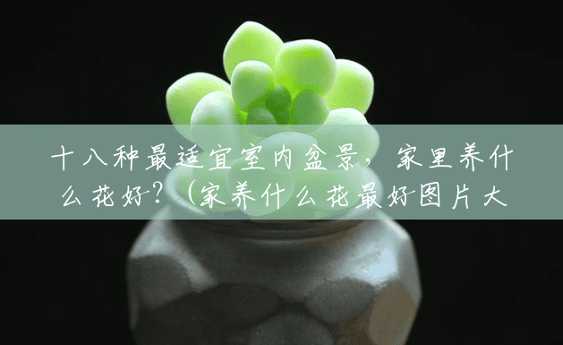 十八种最适宜室内盆景,家里养什么花好?(家养什么花最好图片大全大图) 十八种最适宜室内盆景,家里养什么花好?(家养什么花最好图片大全大图)