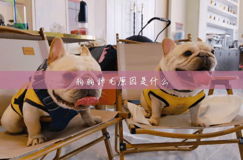 狗狗掉毛原因是什么 狗狗掉毛原因是什么