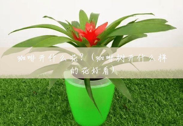 咖啡开什么花？(咖啡树开什么样的花好看)