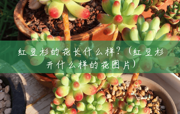 红豆杉的花长什么样？(红豆杉开什么样的花图片)