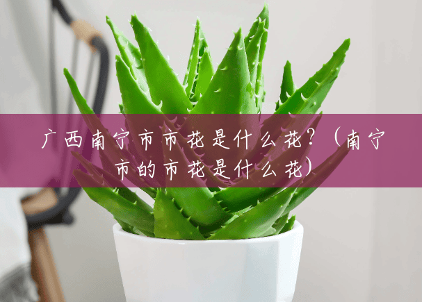 广西南宁市市花是什么花?(南宁市的市花是什么花) 广西南宁市市花是什么花?(南宁市的市花是什么花)