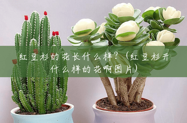 红豆杉的花长什么样？(红豆杉开什么样的花啊图片)