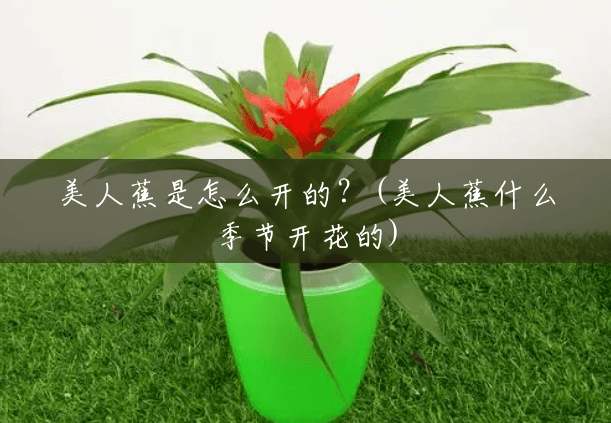 美人蕉是怎么开的?(美人蕉什么季节开花的) 美人蕉是怎么开的?(美人蕉什么季节开花的)