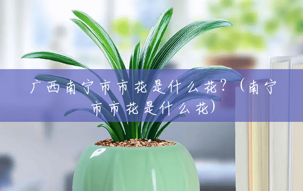 广西南宁市市花是什么花?(南宁市市花是什么花) 广西南宁市市花是什么花?(南宁市市花是什么花)
