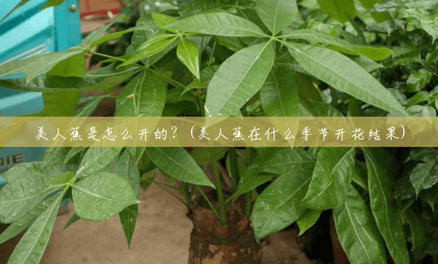 美人蕉是怎么开的?(美人蕉在什么季节开花结果) 美人蕉是怎么开的?(美人蕉在什么季节开花结果)