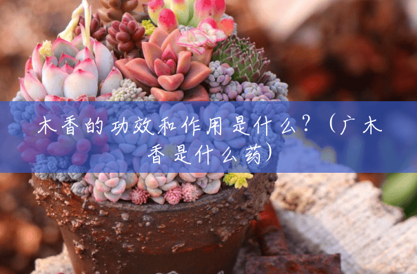 木香的功效和作用是什么？(广木香是什么药)