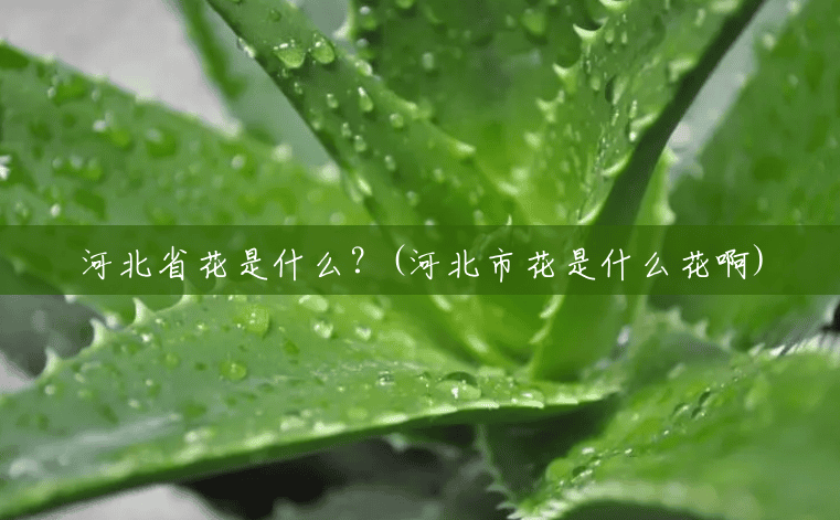 河北省花是什么?(河北市花是什么花啊) 河北省花是什么?(河北市花是什么花啊)