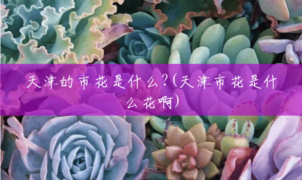 天津的市花是什么?(天津市花是什么花啊)