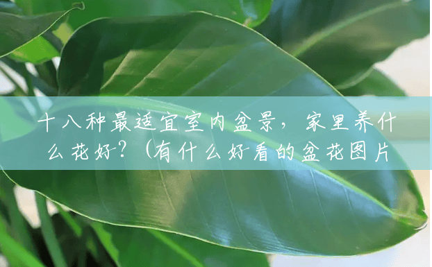 十八种最适宜室内盆景,家里养什么花好?(有什么好看的盆花图片大全集) 十八种最适宜室内盆景,家里养什么花好?(有什么好看的盆花图片大全集)