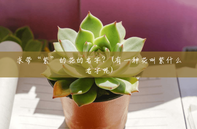 求带“紫”的花的名字?(有一种花叫紫什么名字呢) 求带“紫”的花的名字?(有一种花叫紫什么名字呢)
