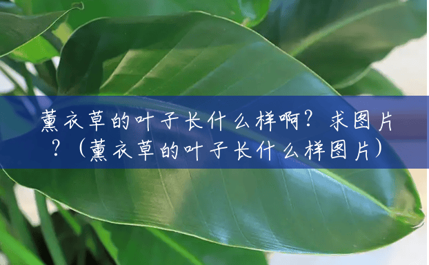 薰衣草的叶子长什么样啊?求图片?(薰衣草的叶子长什么样图片) 薰衣草的叶子长什么样啊?求图片?(薰衣草的叶子长什么样图片)