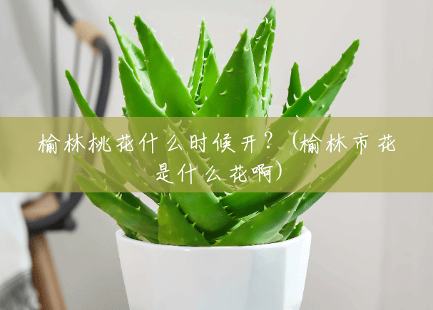 榆林桃花什么时候开?(榆林市花是什么花啊) 榆林桃花什么时候开?(榆林市花是什么花啊)