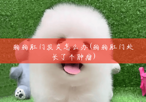 狗狗肛门发炎怎么办(狗狗肛门处长了个肿瘤) 狗狗肛门发炎怎么办(狗狗肛门处长了个肿瘤)