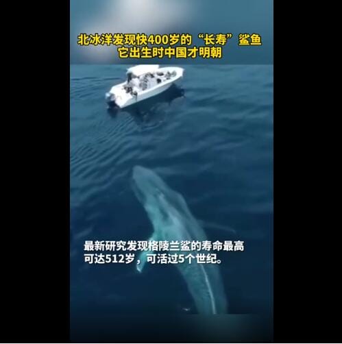 格陵兰鲨鱼寿命为什么这么长,它们最多能活多少岁? 本文共(465字) 格陵兰鲨鱼寿命为什么这么长,它们最多能活多少岁? 本文共(465字)