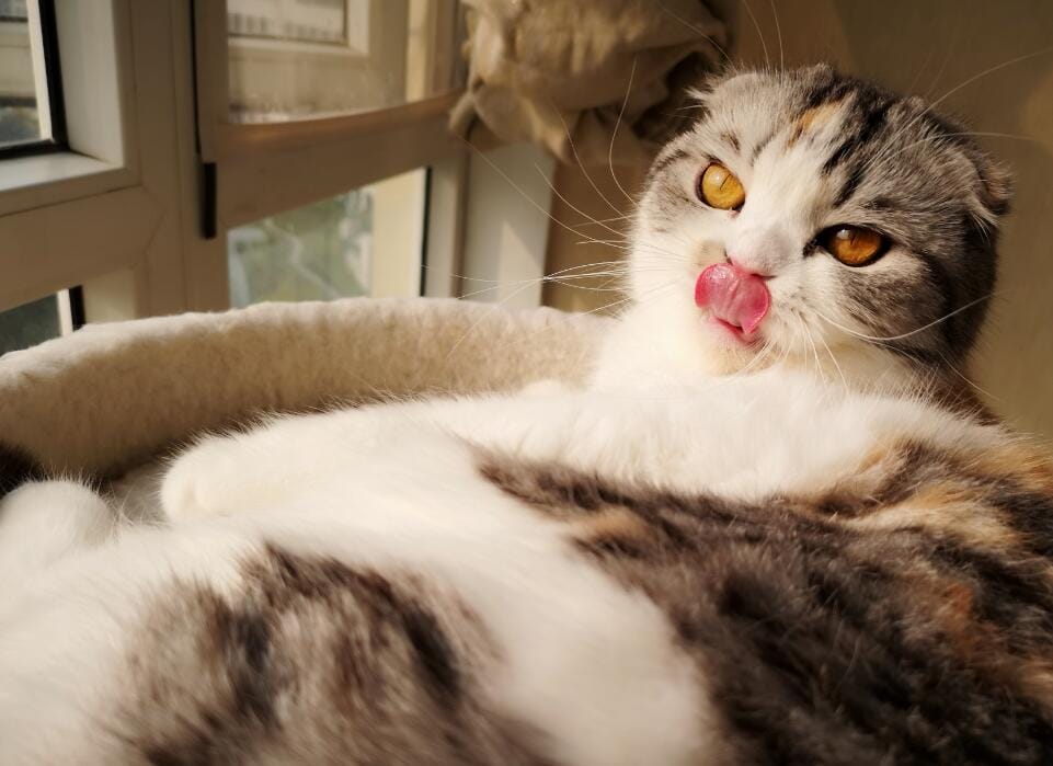 折耳猫什么姿势是犯病了,所有的折耳猫都有病吗? 本文共(985字) 折耳猫什么姿势是犯病了,所有的折耳猫都有病吗? 本文共(985字)