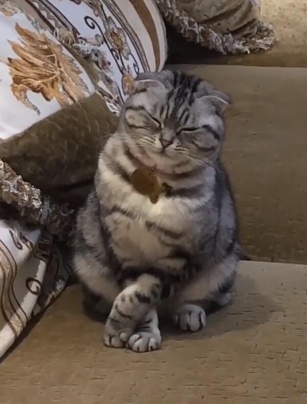 折耳猫什么姿势是犯病了,所有的折耳猫都有病吗? 本文共(985字) 折耳猫什么姿势是犯病了,所有的折耳猫都有病吗? 本文共(985字)