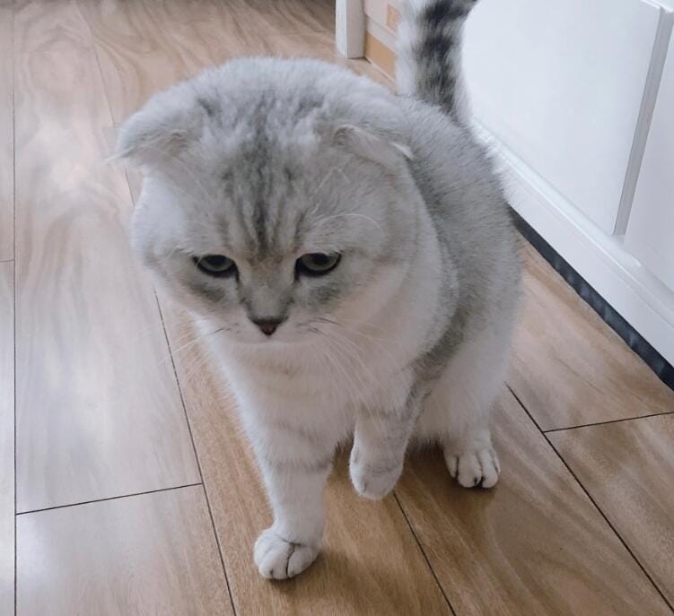 折耳猫什么姿势是犯病了,所有的折耳猫都有病吗? 本文共(985字) 折耳猫什么姿势是犯病了,所有的折耳猫都有病吗? 本文共(985字)