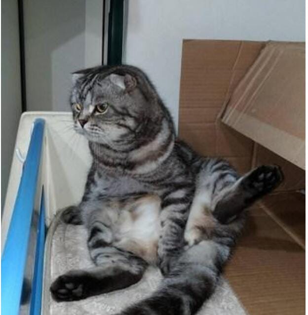 折耳猫什么姿势是犯病了,所有的折耳猫都有病吗? 本文共(985字) 折耳猫什么姿势是犯病了,所有的折耳猫都有病吗? 本文共(985字)