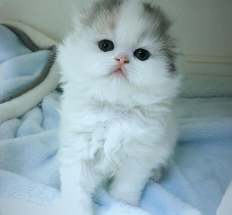 折耳猫什么姿势是犯病了,所有的折耳猫都有病吗? 本文共(985字) 折耳猫什么姿势是犯病了,所有的折耳猫都有病吗? 本文共(985字)
