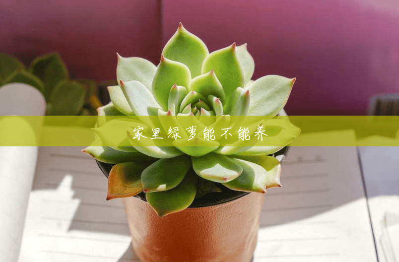 家里绿萝能不能养 家里绿萝能不能养