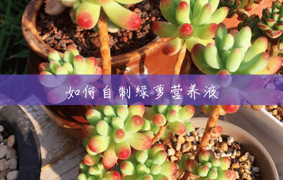 如何自制绿萝营养液 如何自制绿萝营养液