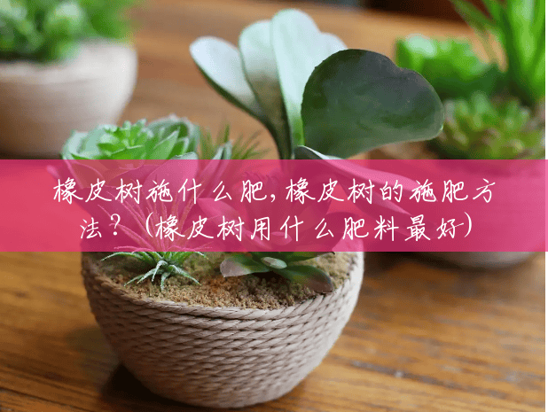 橡皮树施什么肥,橡皮树的施肥方法?(橡皮树用什么肥料最好) 橡皮树施什么肥,橡皮树的施肥方法?(橡皮树用什么肥料最好)