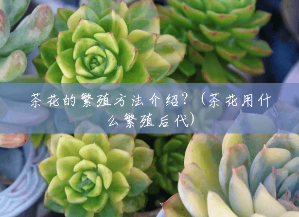 茶花的繁殖方法介绍?(茶花用什么繁殖后代) 茶花的繁殖方法介绍?(茶花用什么繁殖后代)