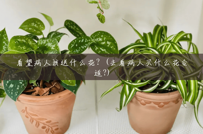 看望病人该送什么花?(去看病人买什么花合适?) 看望病人该送什么花?(去看病人买什么花合适?)