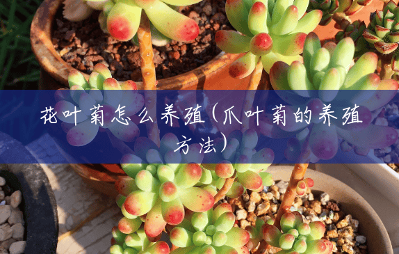 花叶菊怎么养殖(爪叶菊的养殖方法)