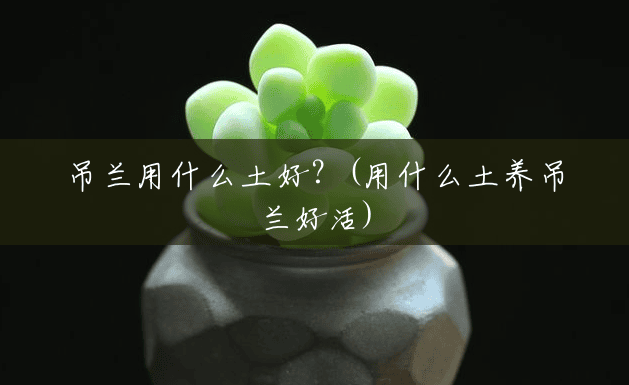 吊兰用什么土好?(用什么土养吊兰好活) 吊兰用什么土好?(用什么土养吊兰好活)
